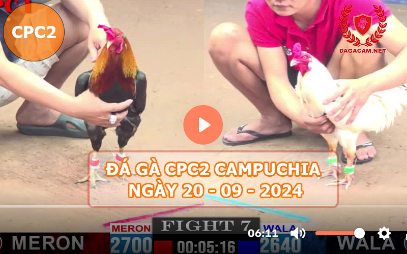 Video đá gà CPC2 ngày 20-09-2024