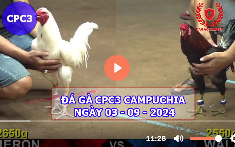 Video đá gà CPC3 ngày 03-09-2024