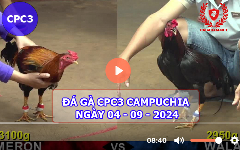 Video đá gà CPC3 ngày 04-09-2024