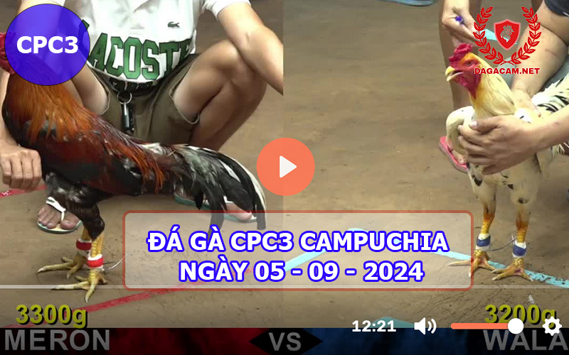 Video đá gà CPC3 ngày 05-09-2024