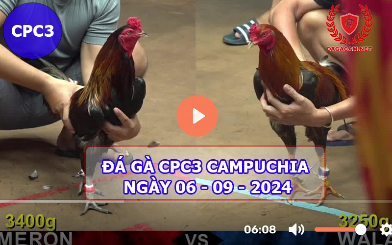 Video đá gà CPC3 ngày 06-09-2024