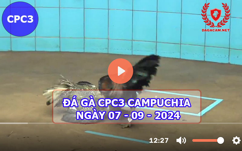 Video đá gà CPC3 ngày 07-09-2024