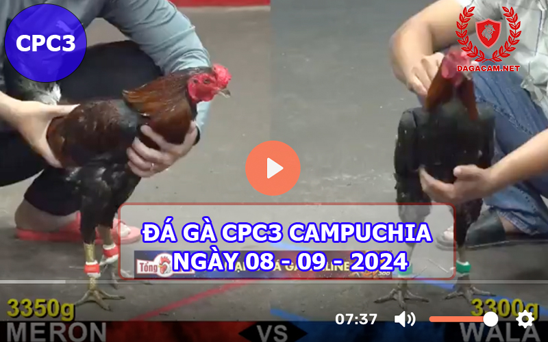 Video đá gà CPC3 ngày 08-09-2024