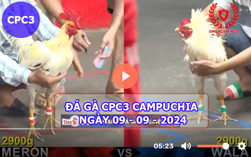 Video đá gà CPC3 ngày 09-09-2024