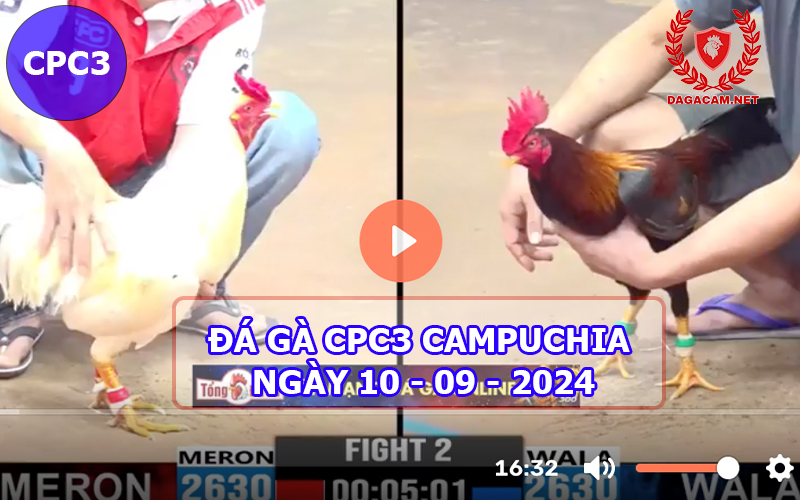 Video đá gà CPC3 ngày 10-09-2024