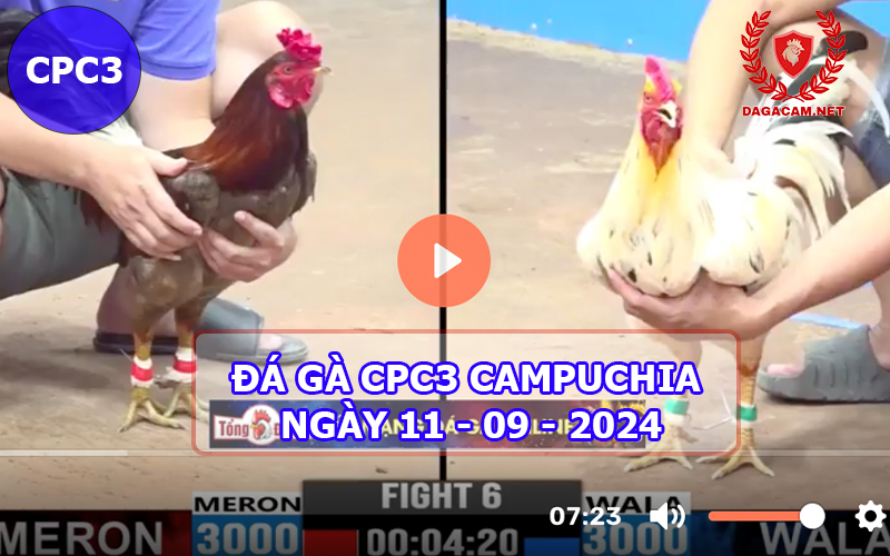 Video đá gà CPC3 ngày 11-09-2024