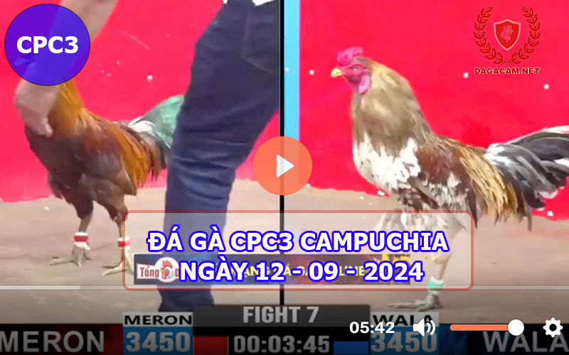 Video đá gà CPC3 ngày 12-09-2024