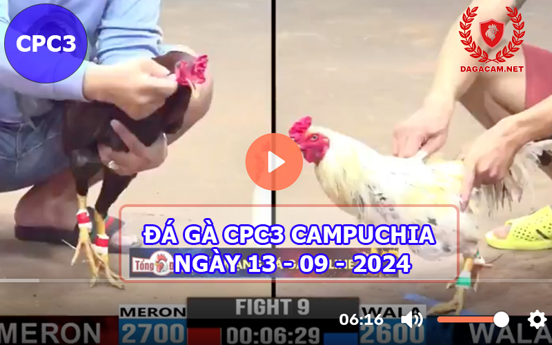 Video đá gà CPC3 ngày 13-09-2024