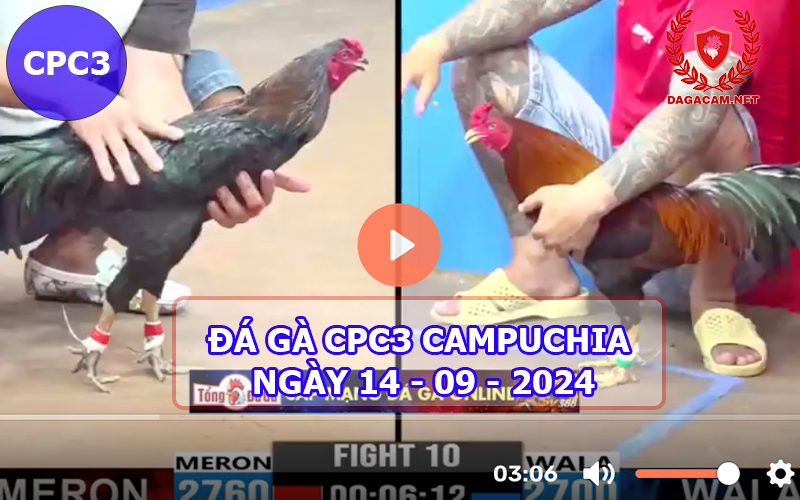 Video đá gà CPC3 ngày 14-09-2024