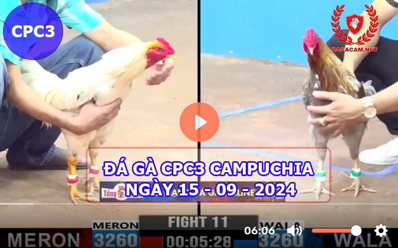 Video đá gà CPC3 ngày 15-09-2024