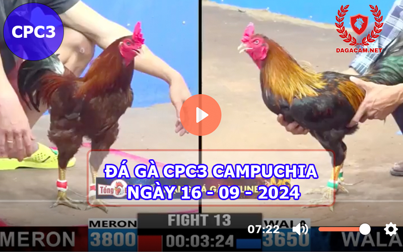 Video đá gà CPC3 ngày 16-09-2024