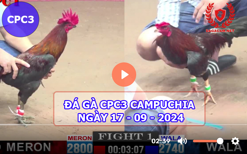 Video đá gà CPC3 ngày 17-09-2024