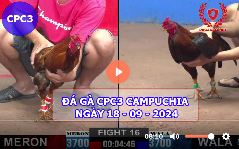 Video đá gà CPC3 ngày 18-09-2024