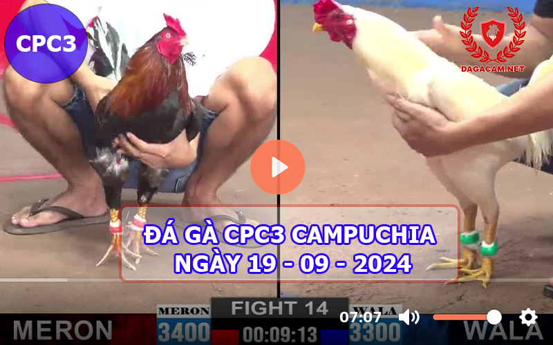 Video đá gà CPC3 ngày 19-09-2024