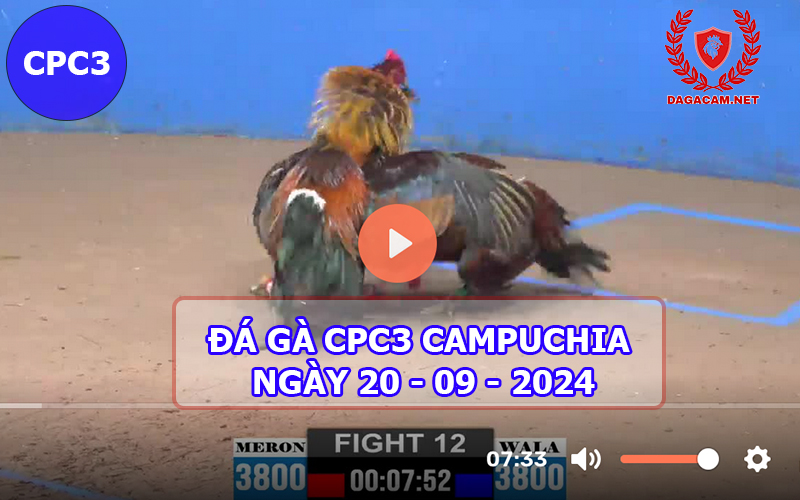 Video đá gà CPC3 ngày 20-09-2024