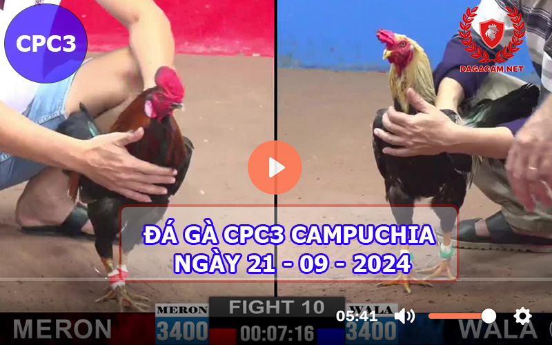 Video đá gà CPC3 ngày 21-09-2024