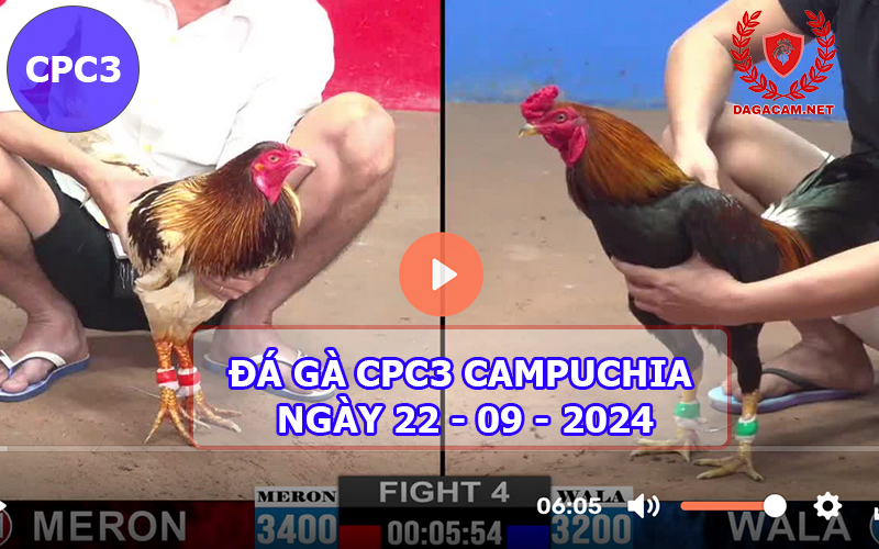 Video đá gà CPC3 ngày 22-09-2024