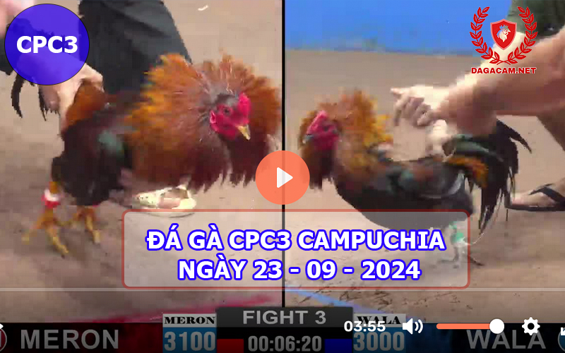 Video đá gà CPC3 ngày 23-09-2024