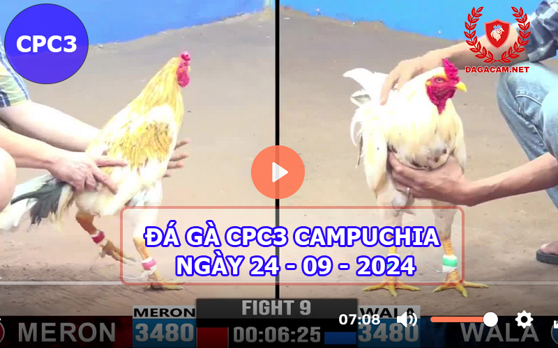 Video đá gà CPC3 ngày 24-09-2024