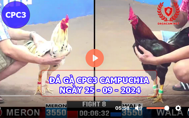 Video đá gà CPC3 ngày 25-09-2024