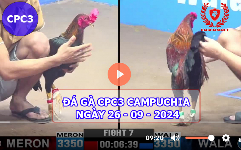 Video đá gà CPC3 ngày 26-09-2024