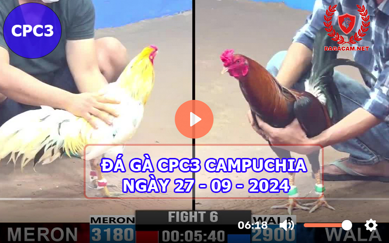 Video đá gà CPC3 ngày 27-09-2024