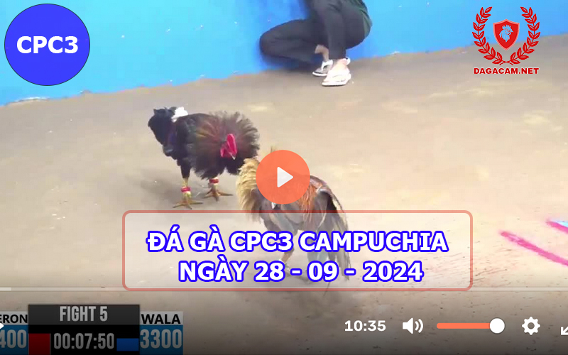 Video đá gà CPC3 ngày 28-09-2024