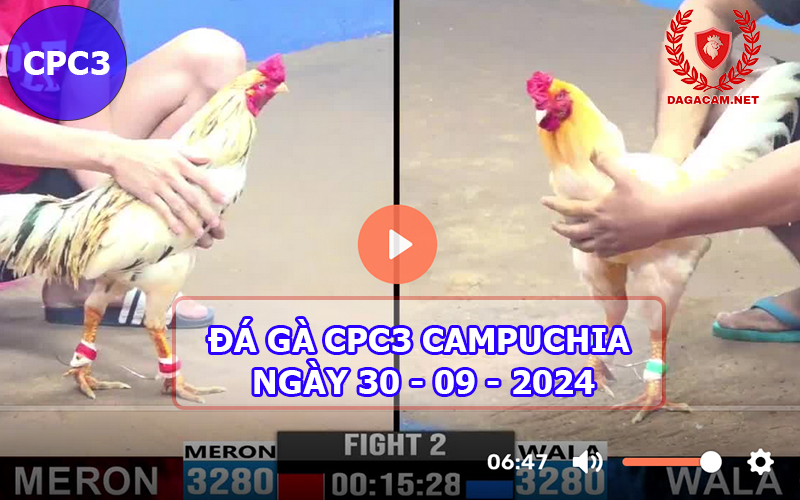 Video đá gà CPC3 ngày 30-09-2024