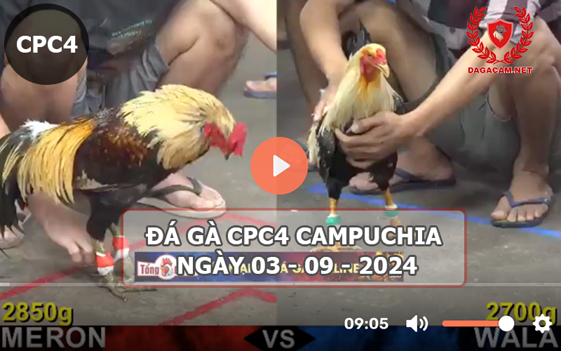 Video đá gà CPC4 ngày 03-09-2024