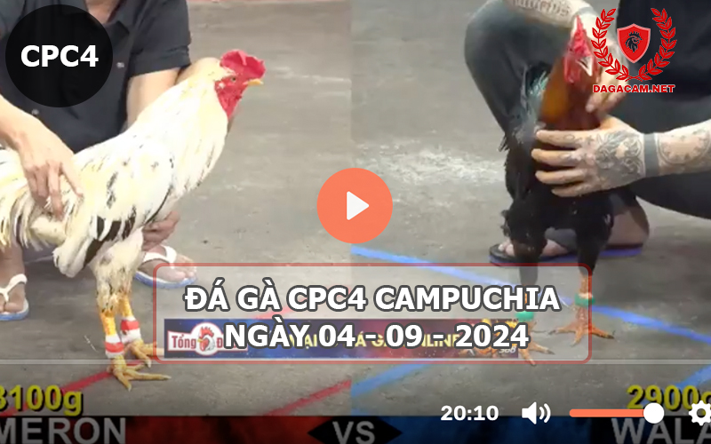 Video đá gà CPC4 ngày 04-09-2024