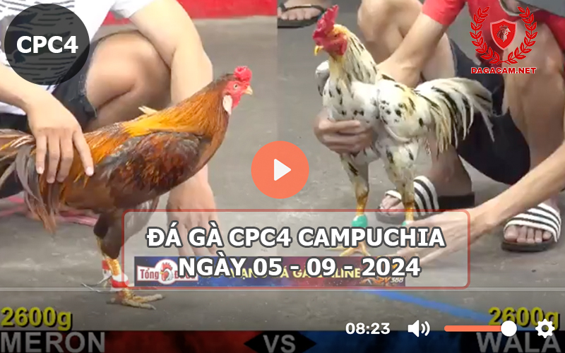 Video đá gà CPC4 ngày 05-09-2024