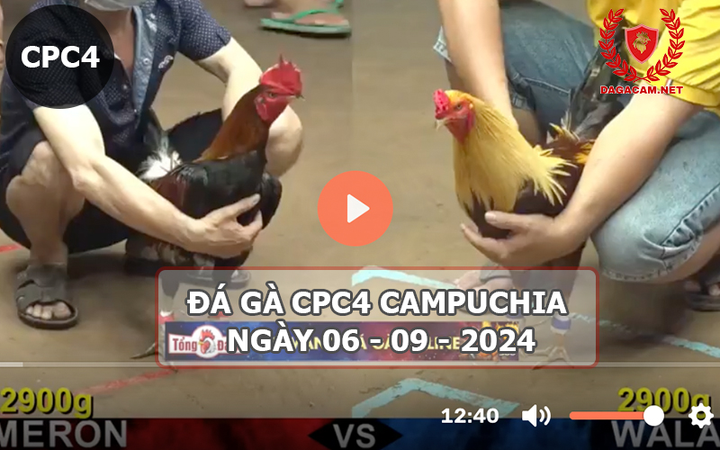 Video đá gà CPC4 ngày 06-09-2024