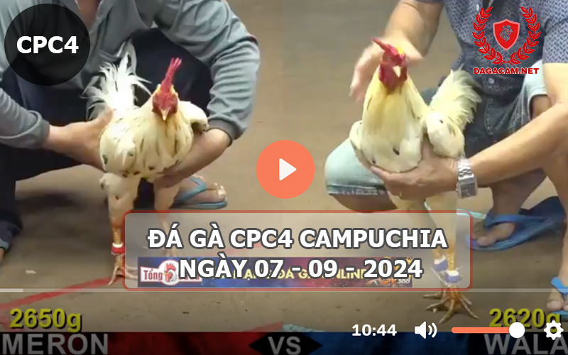 Video đá gà CPC4 ngày 07-09-2024