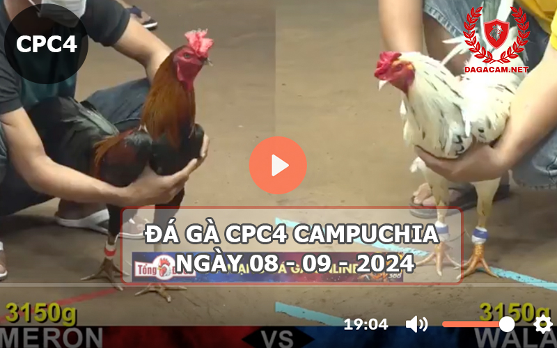 Video đá gà CPC4 ngày 08-09-2024