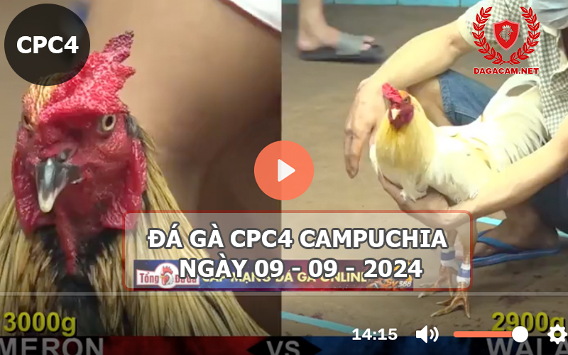 Video đá gà CPC4 ngày 09-09-2024