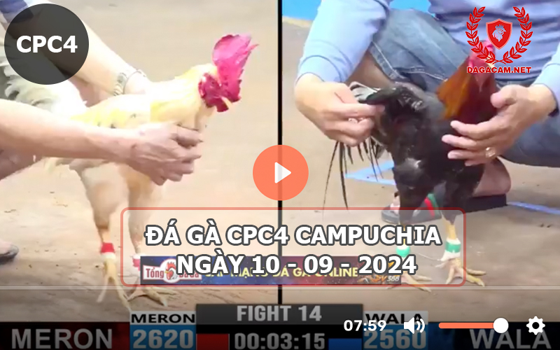 Video đá gà CPC4 ngày 10-09-2024