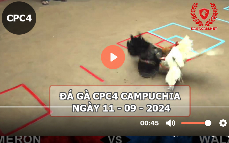 Video đá gà CPC4 ngày 11-09-2024