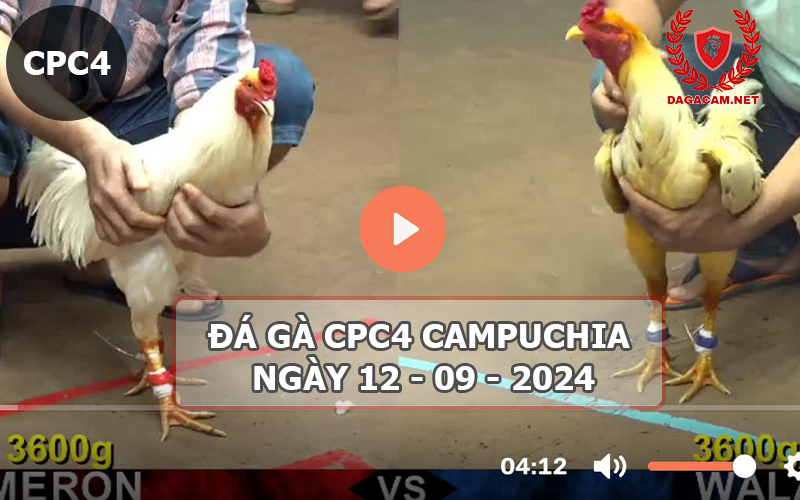 Video đá gà CPC4 ngày 12-09-2024