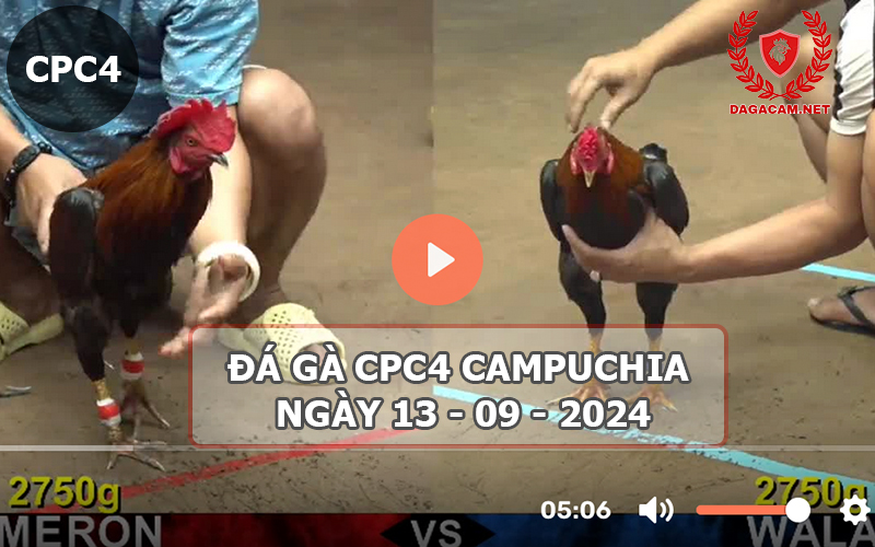 Video đá gà CPC4 ngày 13-09-2024