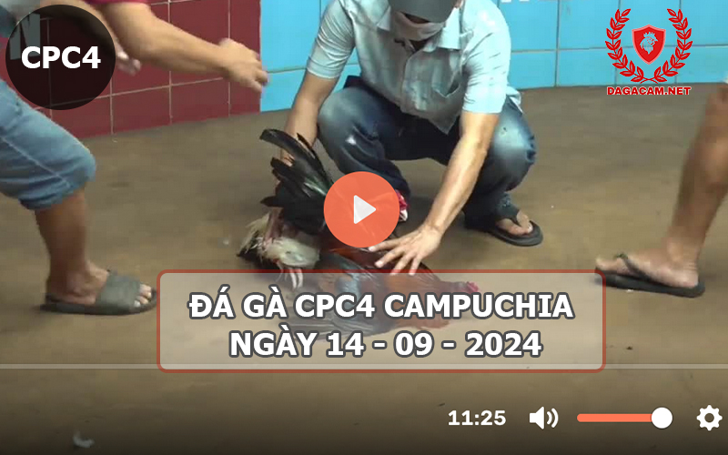 Video đá gà CPC4 ngày 14-09-2024