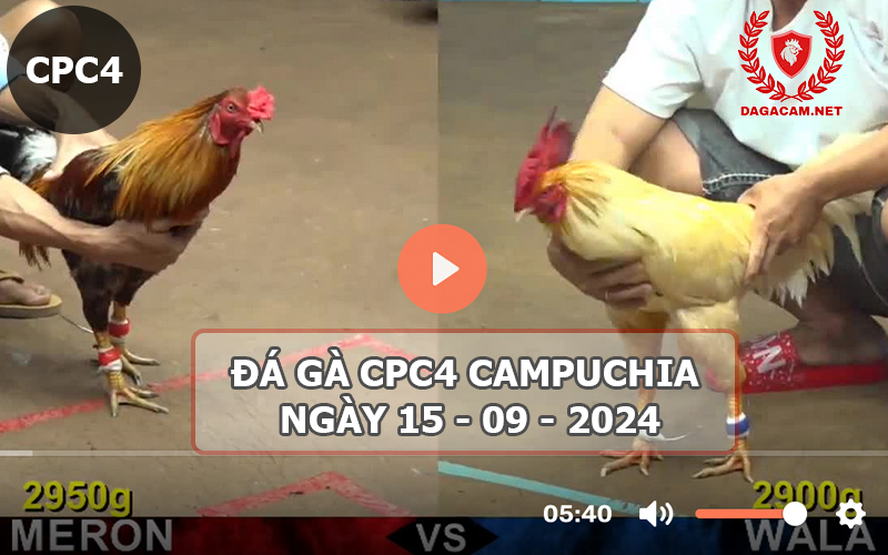 Video đá gà CPC4 ngày 15-09-2024