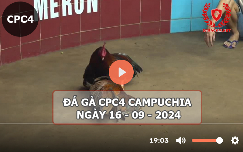 Video đá gà CPC4 ngày 16-09-2024