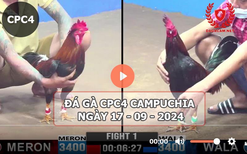 Video đá gà CPC4 ngày 17-09-2024