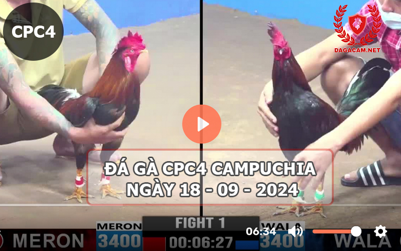 Video đá gà CPC4 ngày 18-09-2024