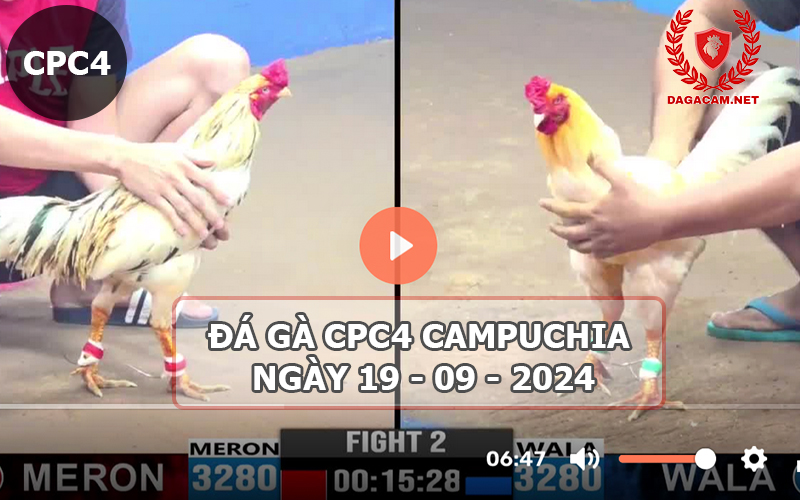 Video đá gà CPC4 ngày 19-09-2024