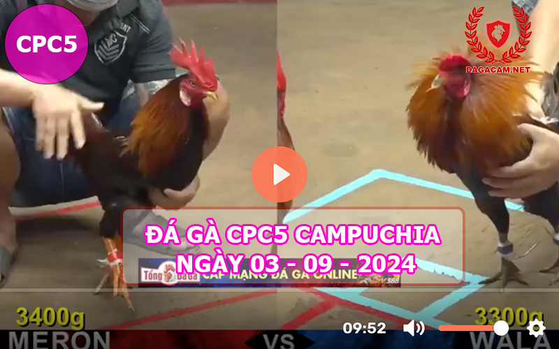 Video đá gà CPC5 ngày 03-09-2024