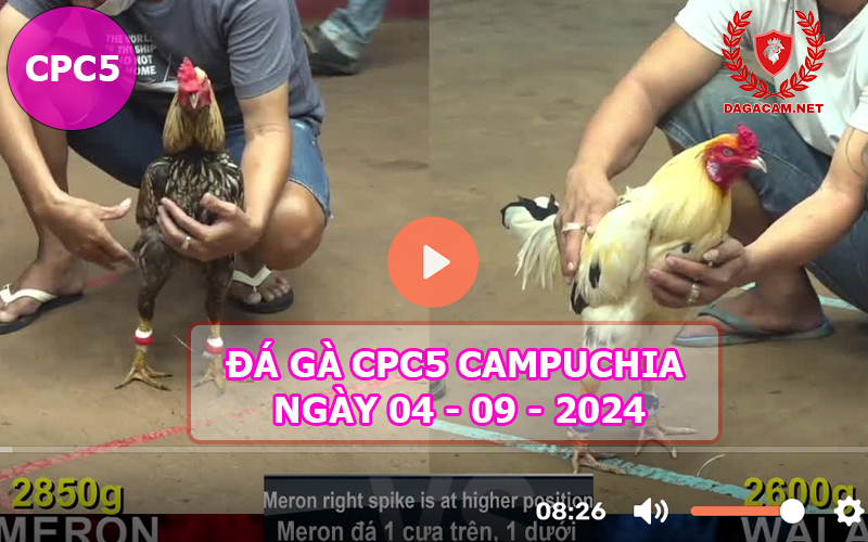 Video đá gà CPC5 ngày 04-09-2024