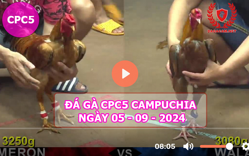 Video đá gà CPC5 ngày 05-09-2024