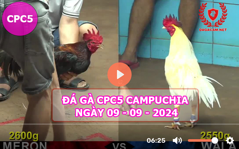 Video đá gà CPC5 ngày 09-09-2024