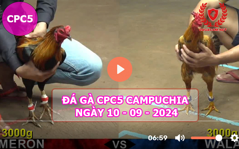 Video đá gà CPC5 ngày 10-09-2024